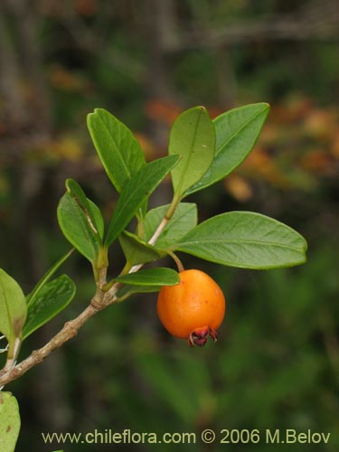 Bild von Myrceugenia chrysocarpa (Luma blanca / pitrilla). Klicken Sie, um den Ausschnitt zu vergrössern.