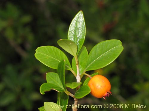 Bild von Myrceugenia chrysocarpa (Luma blanca / pitrilla). Klicken Sie, um den Ausschnitt zu vergrössern.