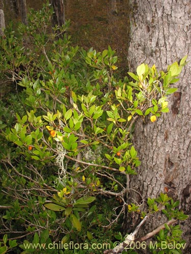 Imágen de Myrceugenia chrysocarpa (Luma blanca / pitrilla). Haga un clic para aumentar parte de imágen.