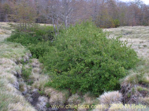 Image of Embothrium coccineum fma. andina (Notro andino / Ciruelillo). Click to enlarge parts of image.