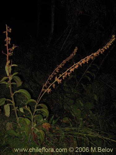 Bild von Digitalis purpurea (Dedalera / Campanilla). Klicken Sie, um den Ausschnitt zu vergrössern.