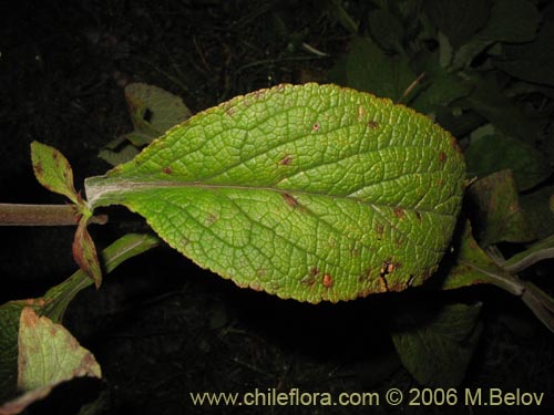 Image of Digitalis purpurea (Dedalera / Campanilla). Click to enlarge parts of image.