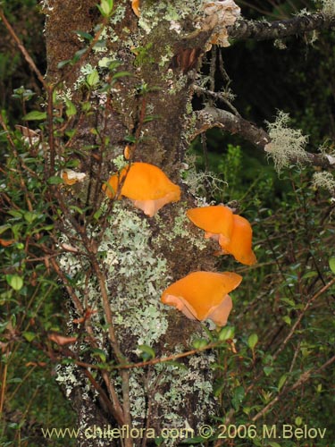 Bild von Aleurodiscus vitellinus (). Klicken Sie, um den Ausschnitt zu vergrössern.