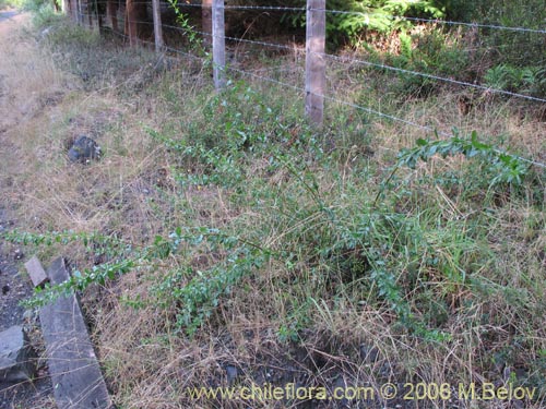 Imágen de Discaria serratifolia (Chacay). Haga un clic para aumentar parte de imágen.