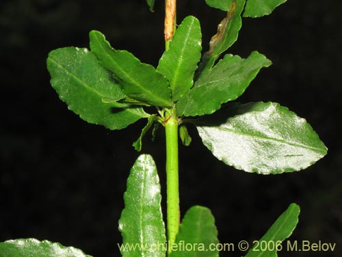 Image of Discaria serratifolia (Chacay). Click to enlarge parts of image.