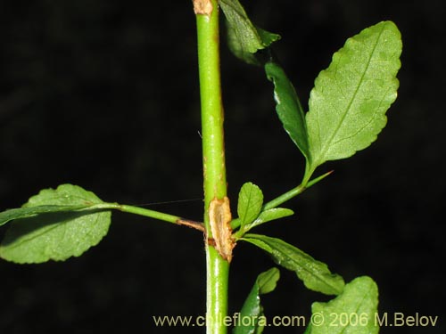 Imágen de Discaria serratifolia (Chacay). Haga un clic para aumentar parte de imágen.