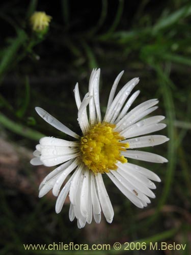 Bild von Aster vahlii (Estrella / Aster). Klicken Sie, um den Ausschnitt zu vergrössern.