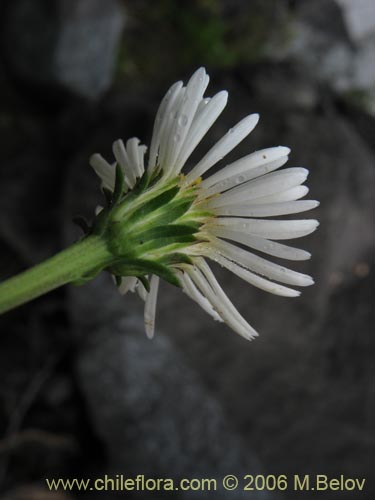 Bild von Aster vahlii (Estrella / Aster). Klicken Sie, um den Ausschnitt zu vergrössern.