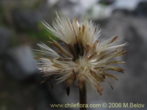 Imágen de Aster vahlii (Estrella / Aster). Haga un clic para aumentar parte de imágen.