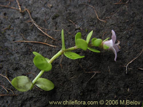 Image of Unidentified Plant sp. #2753 (). Click to enlarge parts of image.