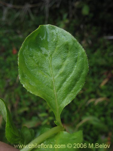 没断定的植物 sp. #3020的照片