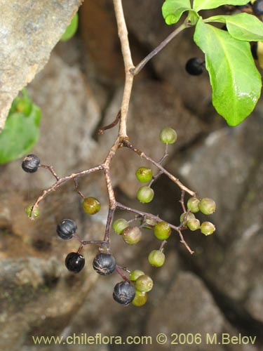 Imágen de Pseudopanax valdiviensis (Traumen / Curaco / Voqui naranjillo). Haga un clic para aumentar parte de imágen.