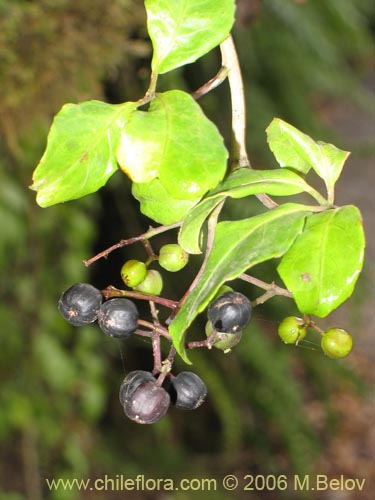 Imágen de Pseudopanax valdiviensis (Traumen / Curaco / Voqui naranjillo). Haga un clic para aumentar parte de imágen.