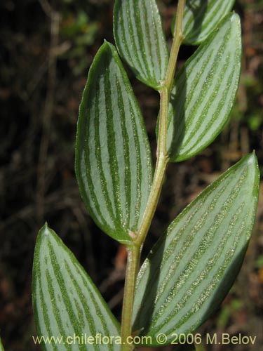 Image of Luzuriaga polyphylla (Quilineja / Coral / Azahar). Click to enlarge parts of image.