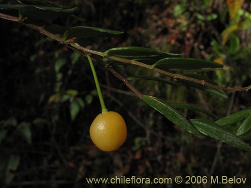 Image of Luzuriaga polyphylla (Quilineja / Coral / Azahar). Click to enlarge parts of image.