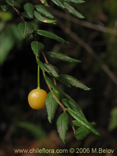 Luzuriaga polyphyllaの写真