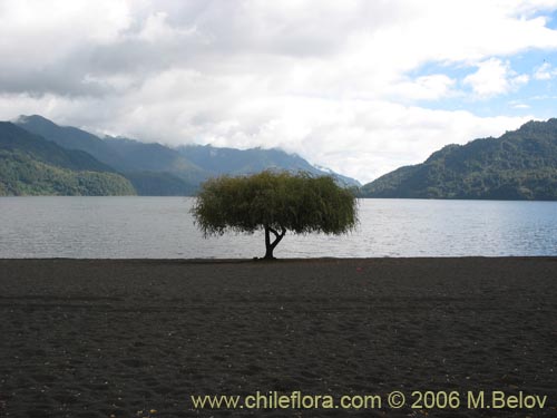 Image of a solitary tree on the shore of Calafquen lake.