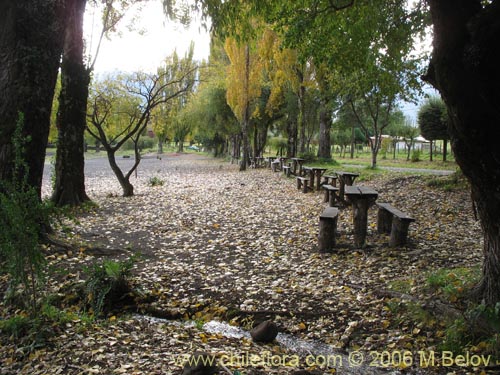Image of wooden benches on shore of  Calafquen lake.