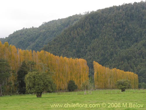 Image of a row of trees with yellow autumn leaves in a field and mountain in the rear.