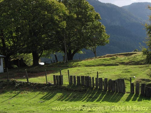 Image of a wooden fence and green lawn near Co�aripe.