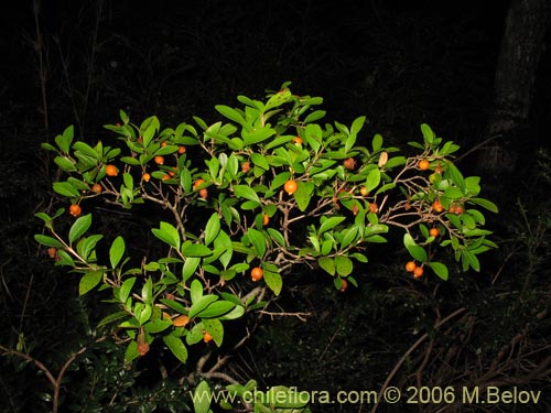 Фотография Myrceugenia chrysocarpa (Luma blanca / pitrilla). Щелкните, чтобы увеличить вырез.