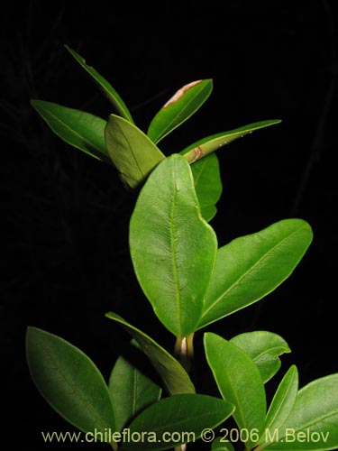 Фотография Myrceugenia chrysocarpa (Luma blanca / pitrilla). Щелкните, чтобы увеличить вырез.