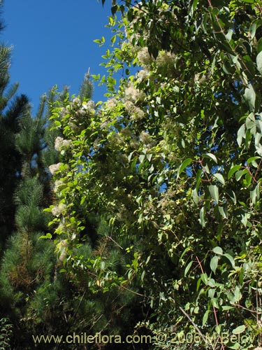 Bild von Clematis sp. #2292 (). Klicken Sie, um den Ausschnitt zu vergrössern.