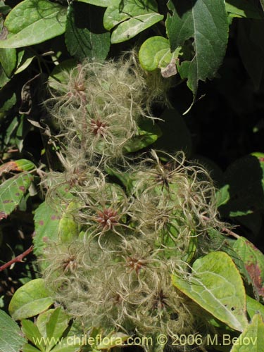 Imágen de Clematis sp. #2292 (). Haga un clic para aumentar parte de imágen.