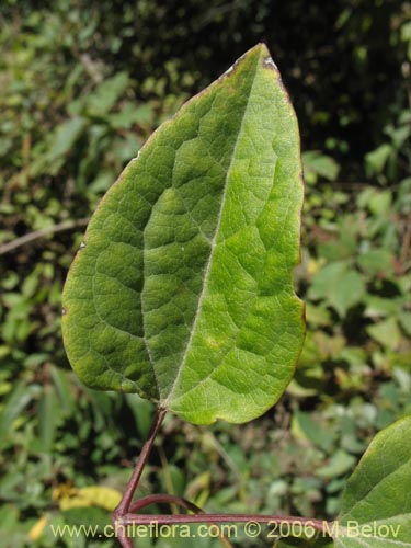 Bild von Clematis sp. #2292 (). Klicken Sie, um den Ausschnitt zu vergrössern.