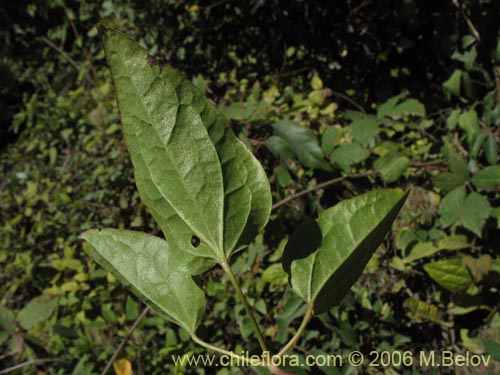 Image of Unidentified Plant sp. #2292 (). Click to enlarge parts of image.