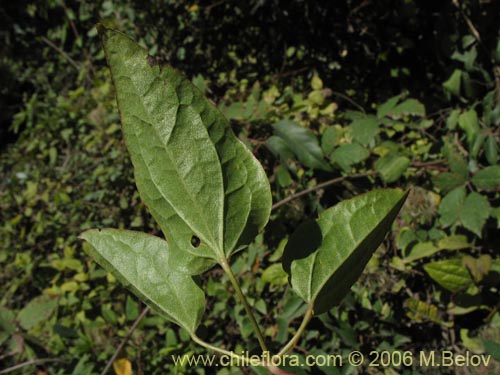 Bild von Clematis sp. #2292 (). Klicken Sie, um den Ausschnitt zu vergrössern.