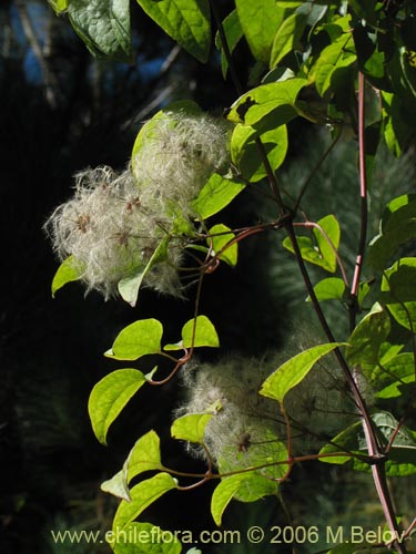 Bild von Clematis sp. #2292 (). Klicken Sie, um den Ausschnitt zu vergrössern.