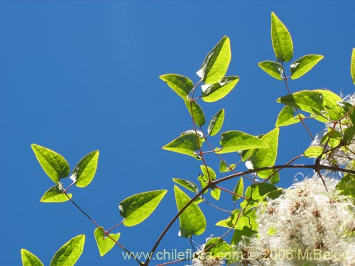 Imágen de Clematis sp. #2292 (). Haga un clic para aumentar parte de imágen.