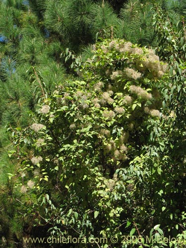 Bild von Clematis sp. #2292 (). Klicken Sie, um den Ausschnitt zu vergrössern.