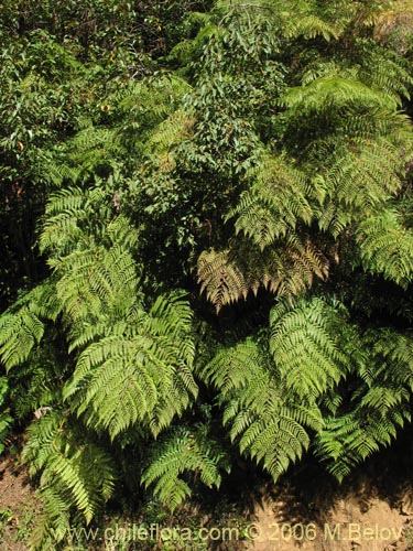 Bild von Lophosoria quadripinnata (Palmilla / Palmita / Ampe). Klicken Sie, um den Ausschnitt zu vergrössern.