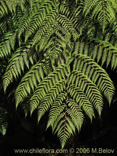 Bild von Lophosoria quadripinnata (Palmilla / Palmita / Ampe). Klicken Sie, um den Ausschnitt zu vergrössern.