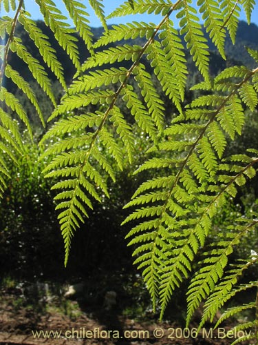 Imágen de Lophosoria quadripinnata (Palmilla / Palmita / Ampe). Haga un clic para aumentar parte de imágen.