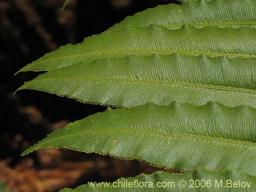 Imágen de Blechnum chilense (Costilla de vaca / Quilquil / Palmilla). Haga un clic para aumentar parte de imágen.