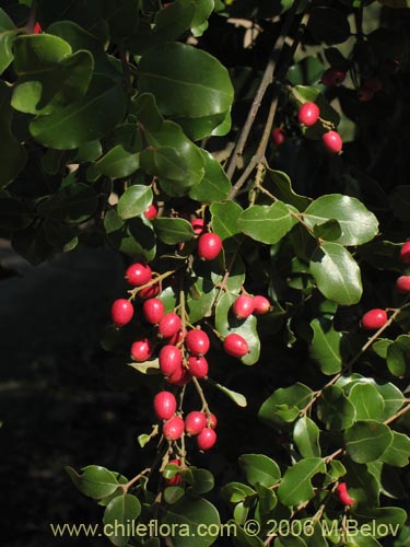 Фотография Cryptocarya alba (Peumo). Щелкните, чтобы увеличить вырез.