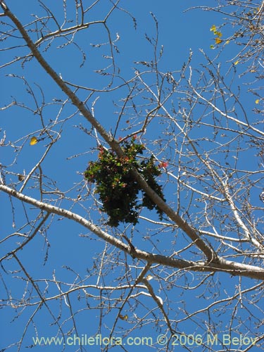 Image of Tristerix corymbosus (Quintral). Click to enlarge parts of image.