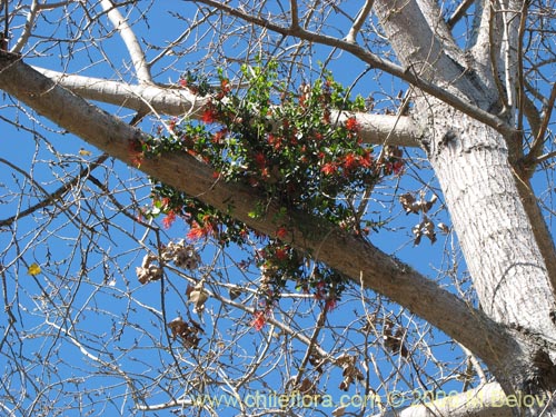 Bild von Tristerix corymbosus (Quintral). Klicken Sie, um den Ausschnitt zu vergrössern.