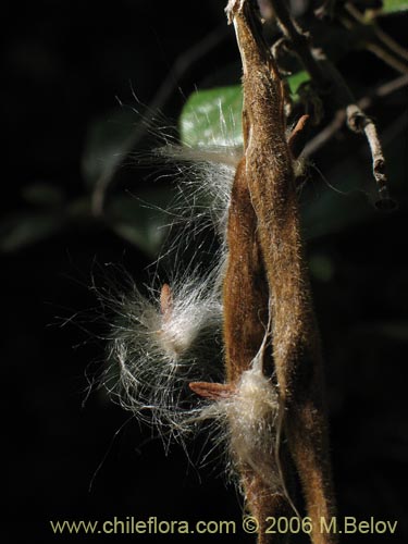 Фотография Elytropus chilensis (Quilmay / Poroto del campo). Щелкните, чтобы увеличить вырез.