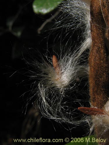 Bild von Elytropus chilensis (Quilmay / Poroto del campo). Klicken Sie, um den Ausschnitt zu vergrössern.