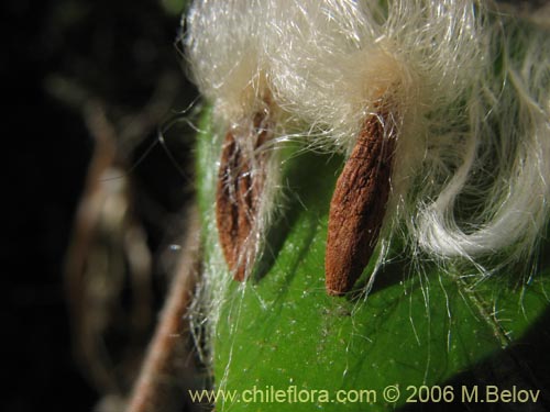 Imágen de Elytropus chilensis (Quilmay / Poroto del campo). Haga un clic para aumentar parte de imágen.