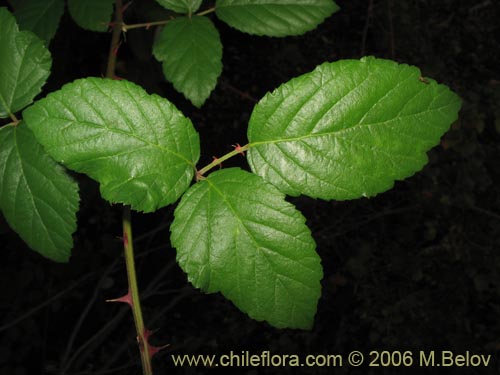 Bild von Rubus ulmifolius (Zarzamora / Mora). Klicken Sie, um den Ausschnitt zu vergrössern.