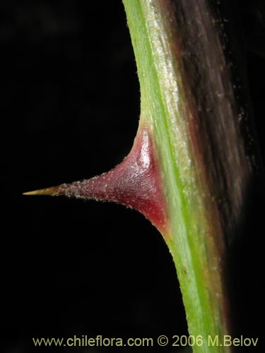 Фотография Rubus ulmifolius (Zarzamora / Mora). Щелкните, чтобы увеличить вырез.