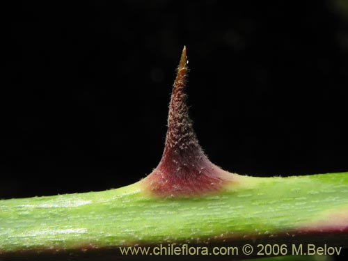 Bild von Rubus ulmifolius (Zarzamora / Mora). Klicken Sie, um den Ausschnitt zu vergrössern.