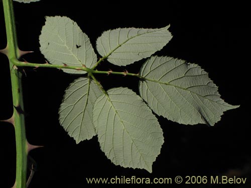 Фотография Rubus ulmifolius (Zarzamora / Mora). Щелкните, чтобы увеличить вырез.