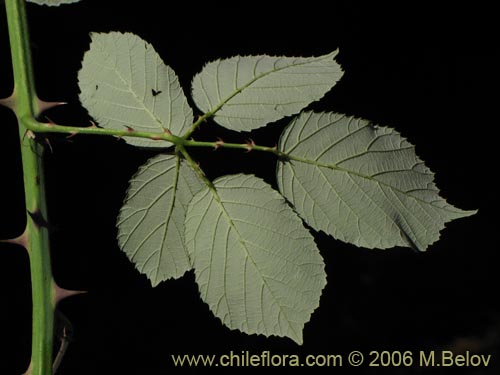 Bild von Rubus ulmifolius (Zarzamora / Mora). Klicken Sie, um den Ausschnitt zu vergrössern.