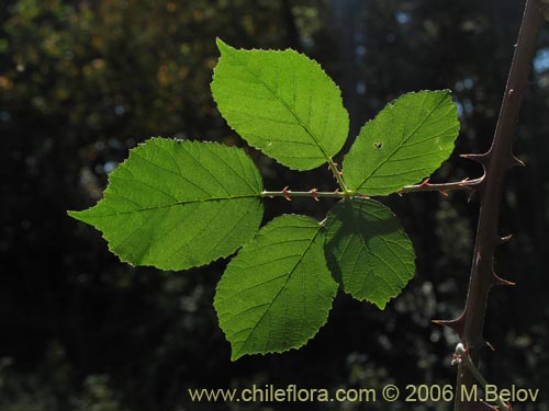 Bild von Rubus ulmifolius (Zarzamora / Mora). Klicken Sie, um den Ausschnitt zu vergrössern.